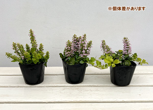 アジュガ：ゴールドライム3.5号ポット 2株セット