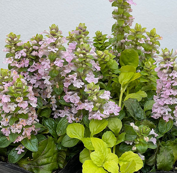 アジュガ：ゴールドライム3.5号ポット 2株セット