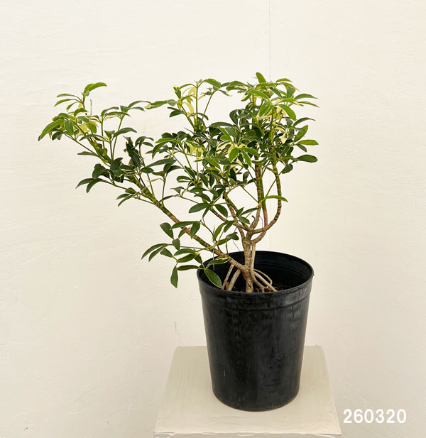 シェフレラ：ムーンドロップ6号鉢植え