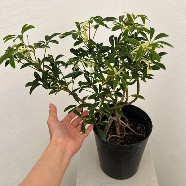 シェフレラ：ムーンドロップ6号鉢植え