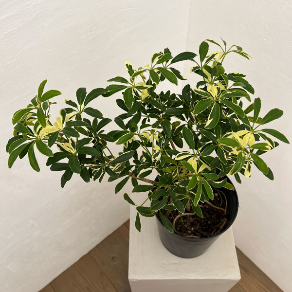 シェフレラ：ムーンドロップ6号鉢植え