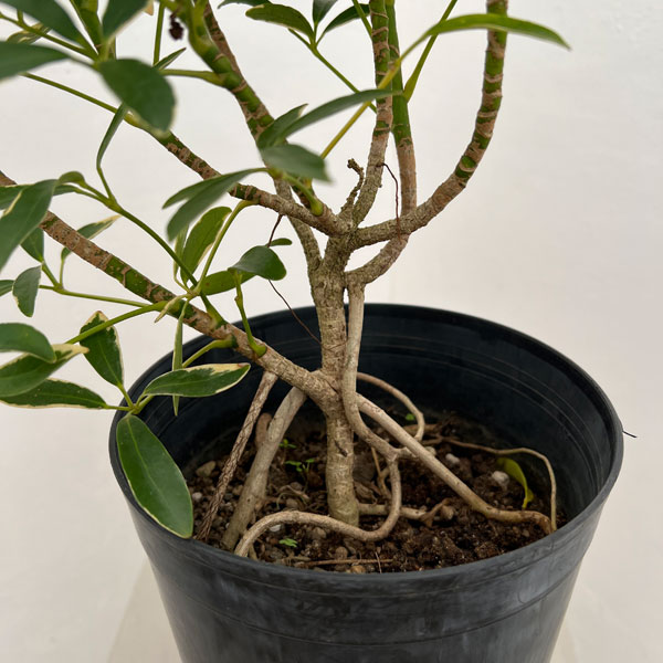 シェフレラ：ムーンドロップ6号鉢植え