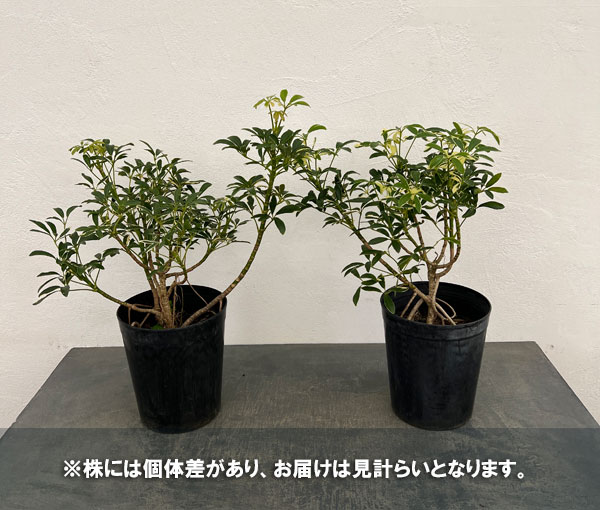 シェフレラ：ムーンドロップ6号鉢植え