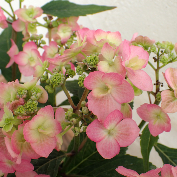 [春の鉢花予約]アジサイ：小さな愛 5号鉢植え