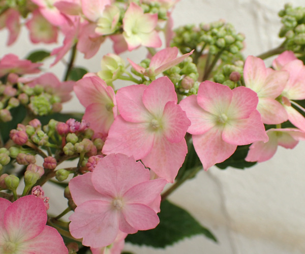 [春の鉢花予約]アジサイ：小さな愛 5号鉢植え