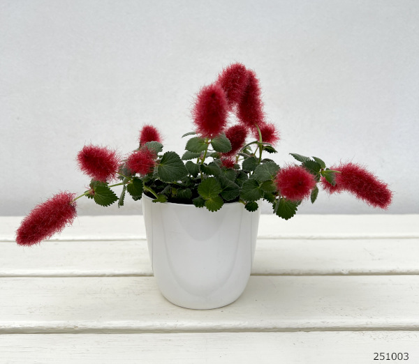 アカリファ：キャッツテール　メメ3.5号ポット