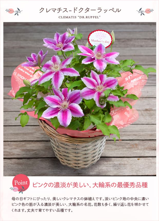 園芸ネット本店｜[送料無料][2017年母の日ギフト][予約]クレマチス