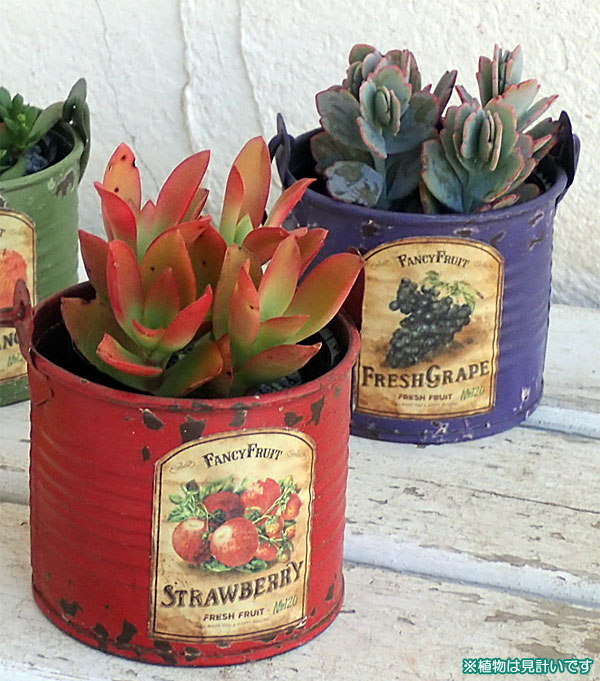 園芸ネット本店｜多肉植物入りブリキポット2色セット／レッド