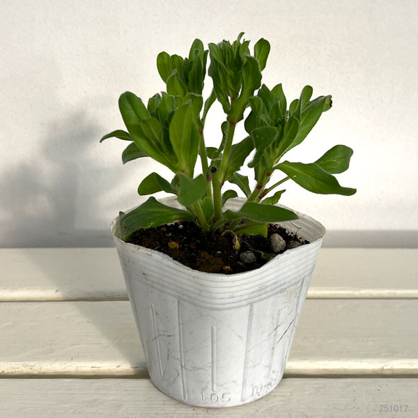 エキウム：ブルガレ3.5号ポット