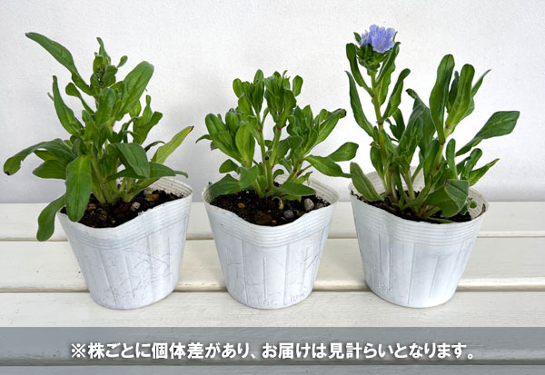 エキウム：ブルガレ3.5号ポット