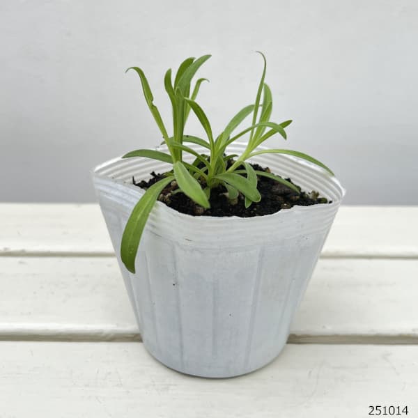 宿根かすみ草:高性3-3.5号ポット 2株セット