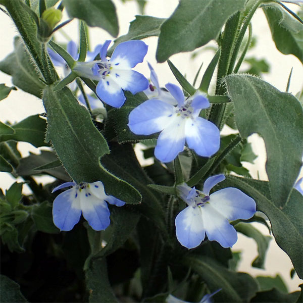 ロベリア:ホットアーティック8号スタンド鉢植え