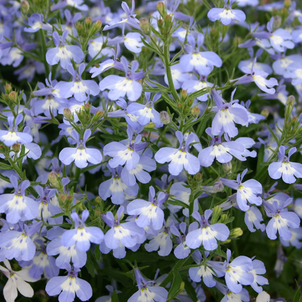 ロベリア:ホットアーティック8号スタンド鉢植え