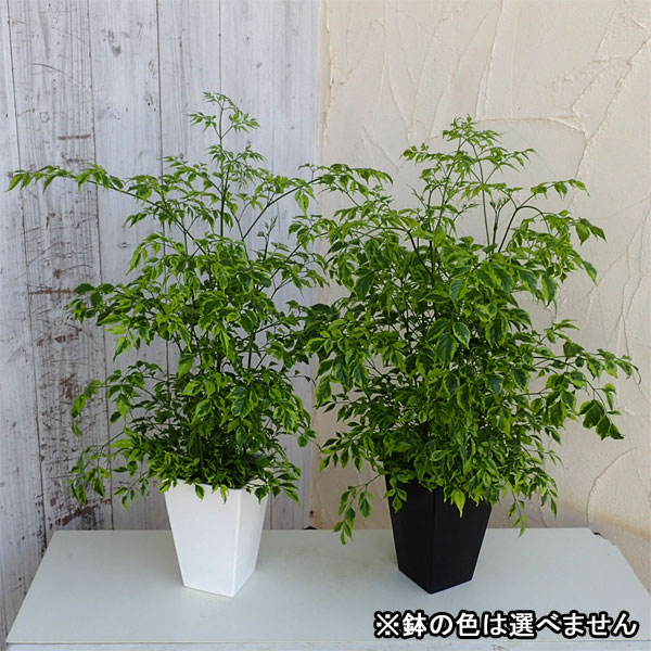 ステレオスペルマム:レモンライム5号鉢植え
