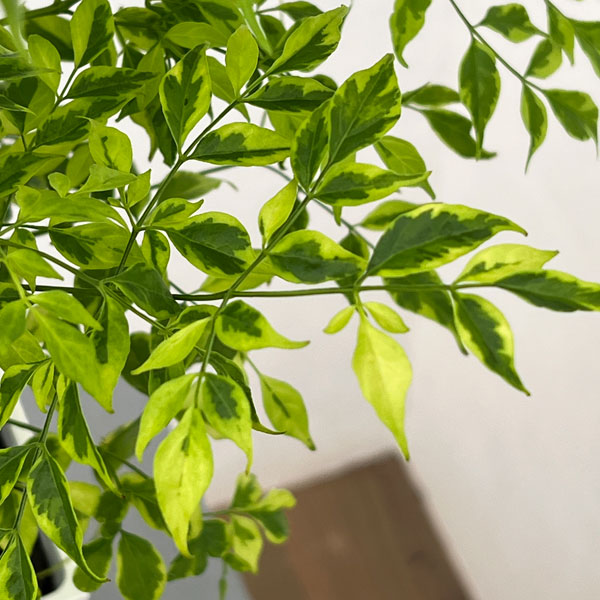 ステレオスペルマム:レモンライム5号鉢植え