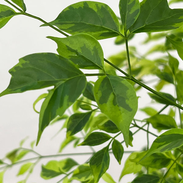 ステレオスペルマム:レモンライム5号鉢植え