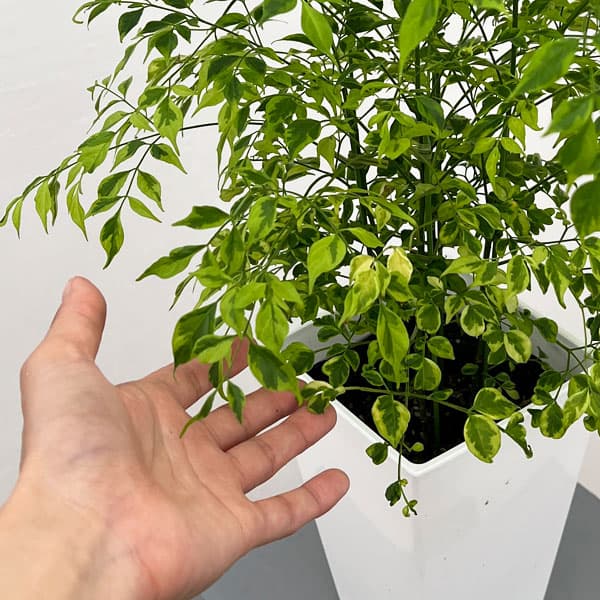 ステレオスペルマム:レモンライム5号鉢植え