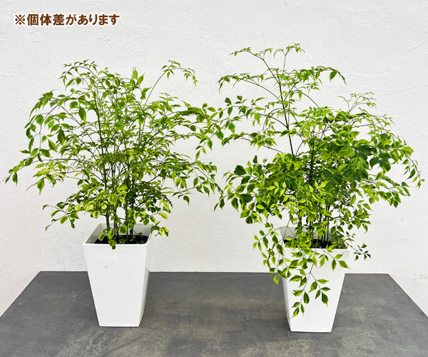 ステレオスペルマム:レモンライム5号鉢植え