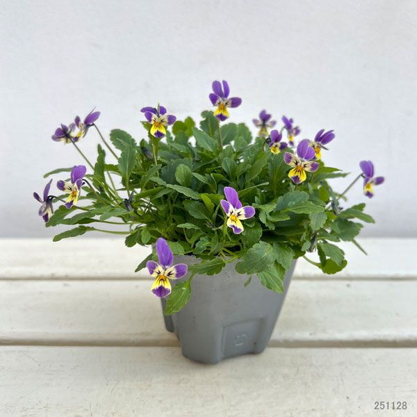 MSKガーデン極小輪ビオラ：フルーレット　2色咲き系（バイカラー）3号ポット