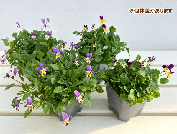 MSKガーデン極小輪ビオラ：フルーレット　2色咲き系（バイカラー）3号ポット