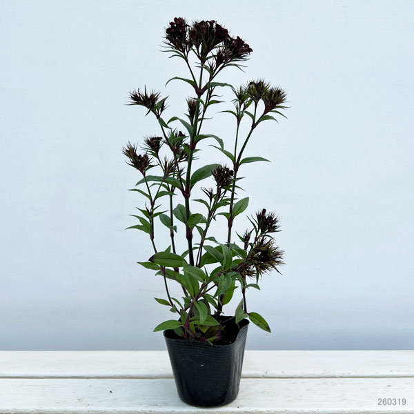 ダイアンサス：ブラックアダー3.5号ポット