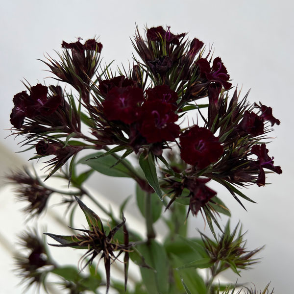 ダイアンサス：ブラックアダー3.5号ポット