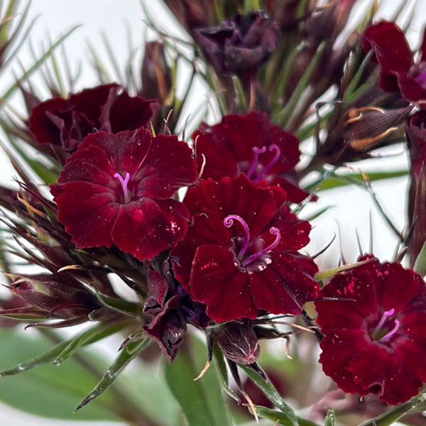 ダイアンサス：ブラックアダー3.5号ポット