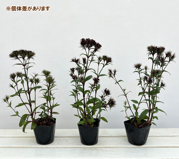 ダイアンサス：ブラックアダー3.5号ポット