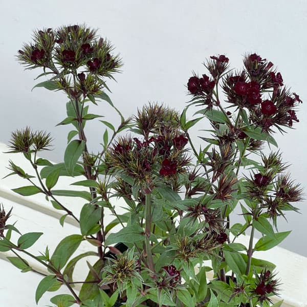 ダイアンサス：ブラックアダー3.5号ポット