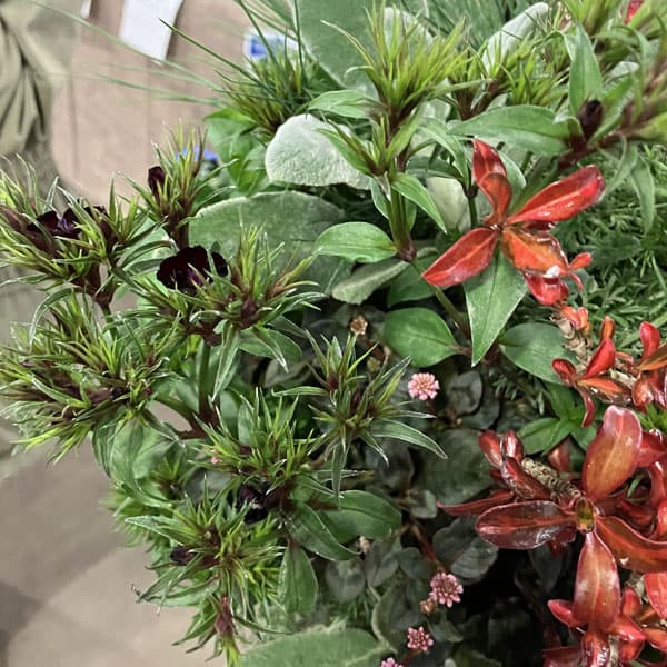 ダイアンサス：ブラックアダー3.5号ポット