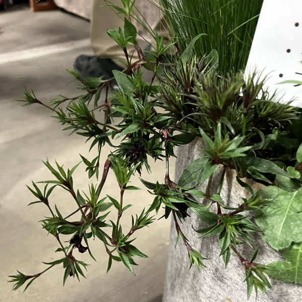 ダイアンサス：ブラックアダー3.5号ポット