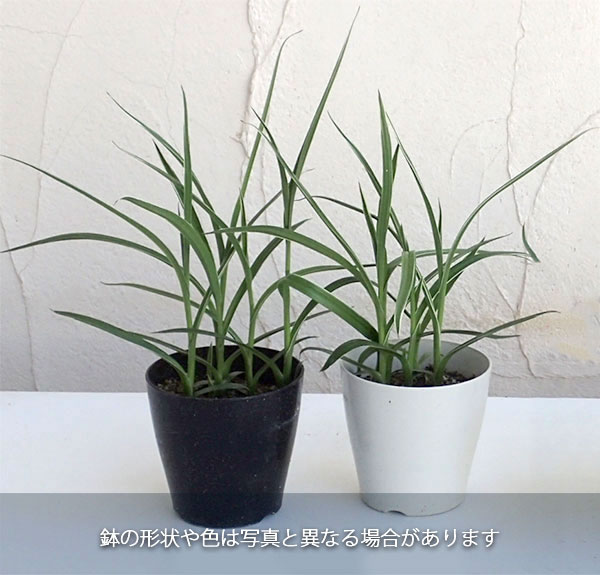 サギソウ(鷺草):新銀河 3.5号鉢植え