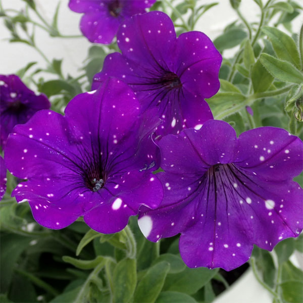 ペチュニア：ナイトスカイ6号鉢植え