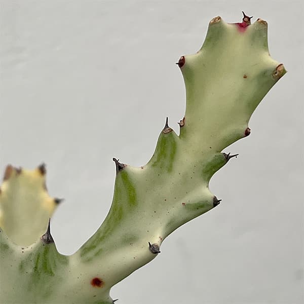 ユーフォルビア：ホワイトゴースト 5号