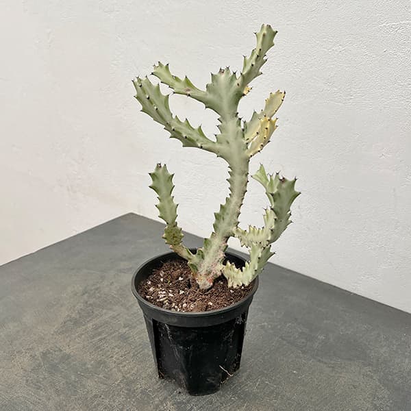 ユーフォルビア：ホワイトゴースト 5号