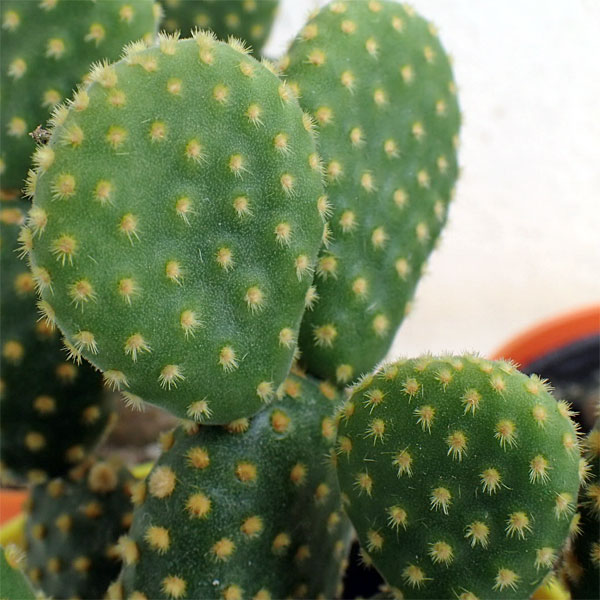 サボテン:金烏帽子(きんえぼし)4号鉢植え
