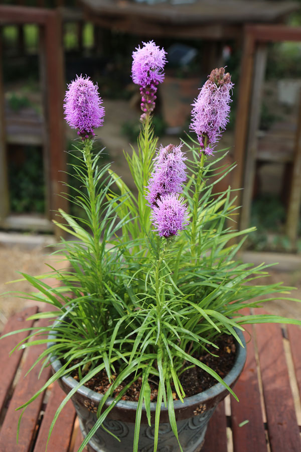 リアトリス：コボルト（紫花）3.5号ポット