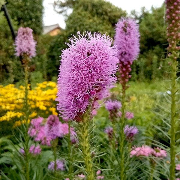 リアトリス：コボルト（紫花）3.5号ポット