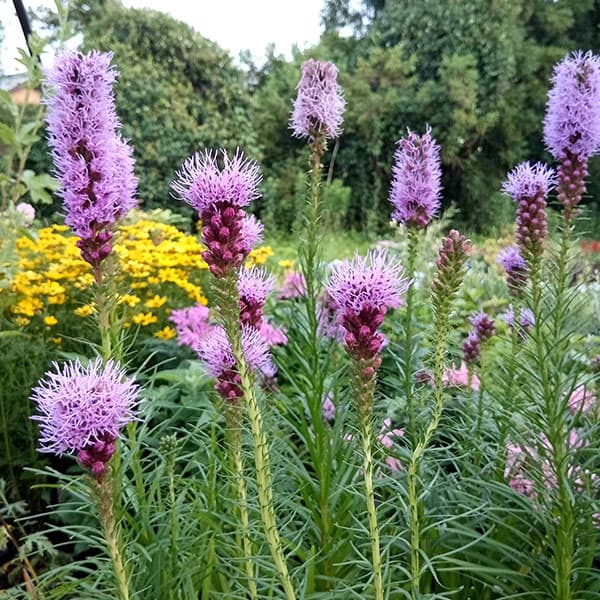 リアトリス：コボルト（紫花）3.5号ポット