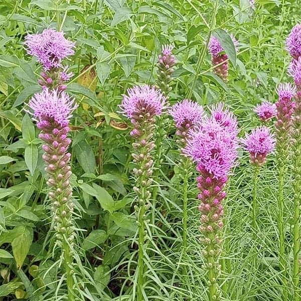 リアトリス：コボルト（紫花）3.5号ポット