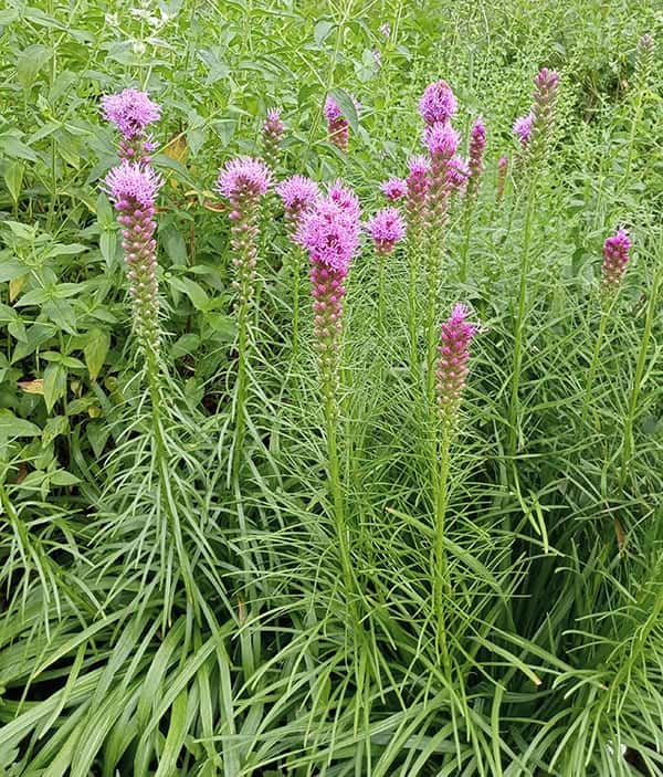 リアトリス：コボルト（紫花）3.5号ポット