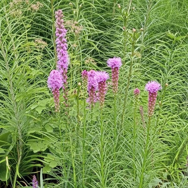 リアトリス：コボルト（紫花）3.5号ポット