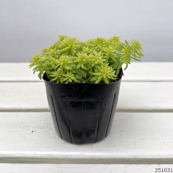 セダム：ミモザ3号ポット