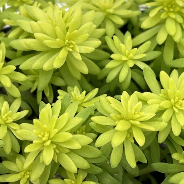 セダム：ミモザ3号ポット