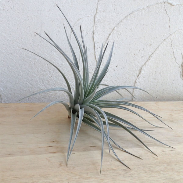 チランジア：ポーリアナ*