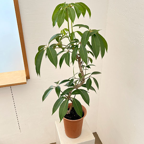 ツピダンサス(曲り仕立て)6号鉢植え