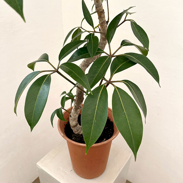 ツピダンサス(曲り仕立て)6号鉢植え