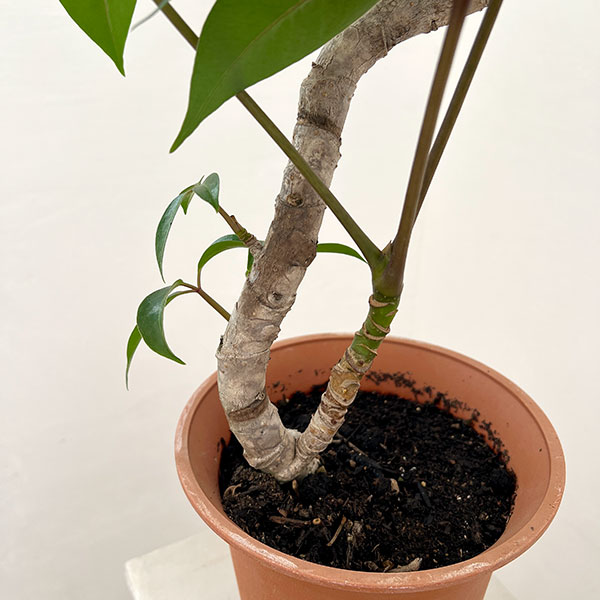 ツピダンサス(曲り仕立て)6号鉢植え