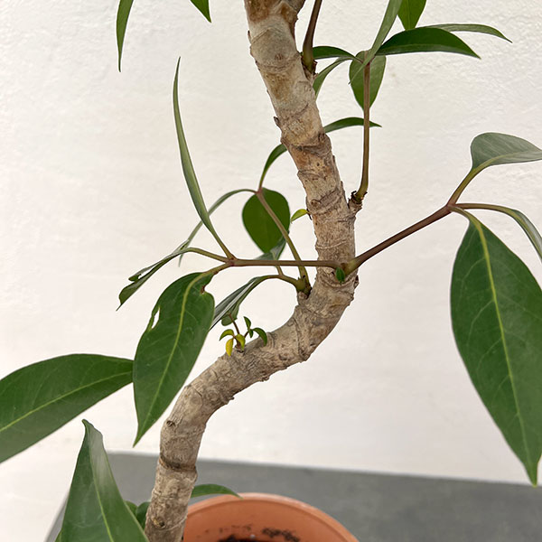ツピダンサス(曲り仕立て)6号鉢植え