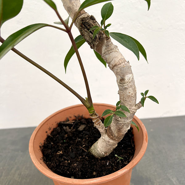 ツピダンサス(曲り仕立て)6号鉢植え